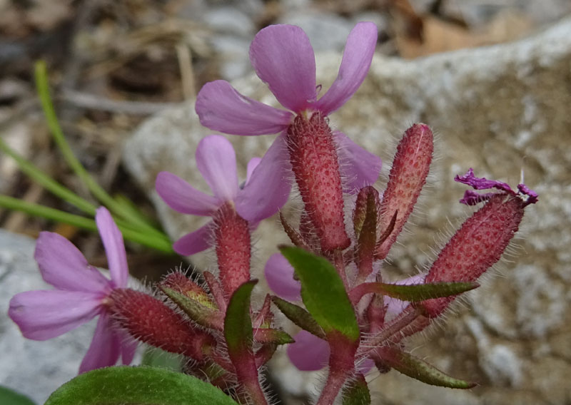 Saponaria ocymoides / Saponaria rossa